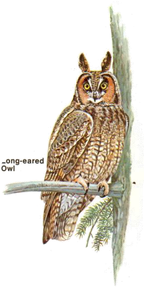 Long-earned Owl - Great Horned Owl (330x599), Png Download