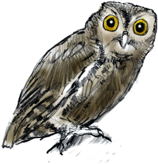 Not All Owls Hoot The Screech Owl, The Most Common - Nature (585x573), Png Download