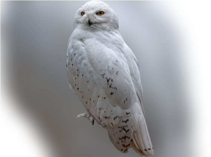 Color Palette Ideas From Owl Bird Of Prey Image - Snowy Owl (700x500), Png Download