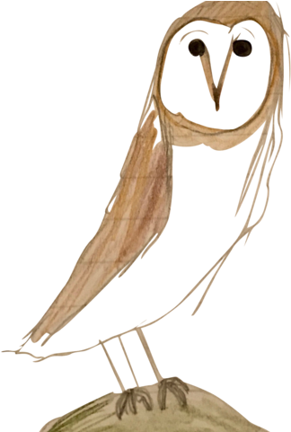 Barn Owl (480x480), Png Download