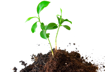 Growing Plant Png - Plant In Soil Png (380x327), Png Download