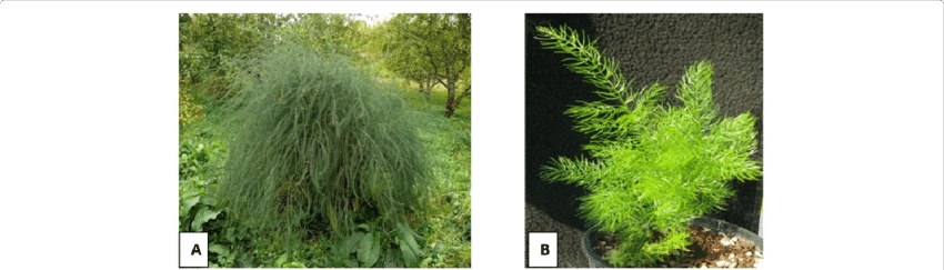 Plants Of Asparagus Officinalis Growing In Natural - Medicinal Plants (850x243), Png Download