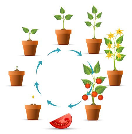 Daily Planting Guide - Croissance Plant De Tomate (450x456), Png Download