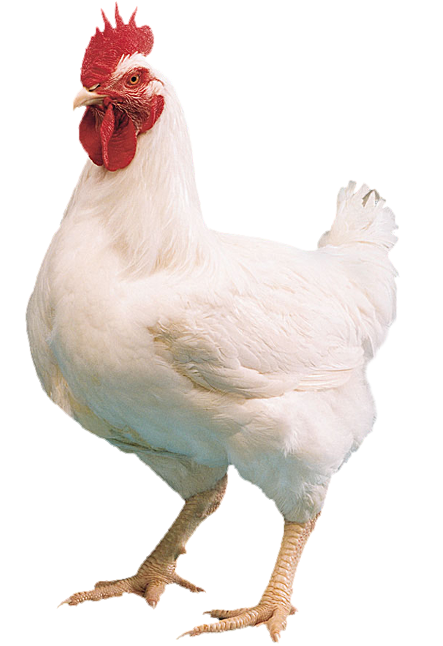 Specialists In Farm Amp Animal Farm Chicken Png - Broiler Chicken Images Png (926x923), Png Download