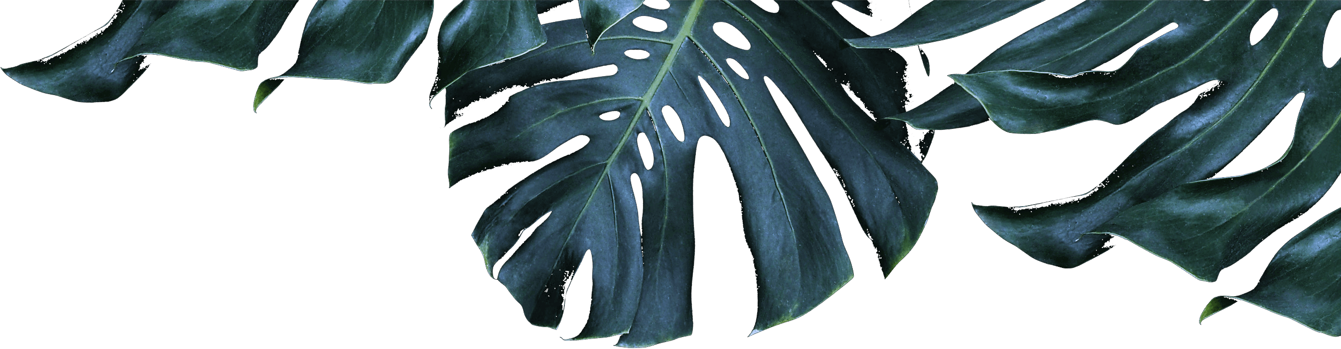 Summer '17 Is In Full Swing And There's No Better Time - Gambel Oak (2692x701), Png Download