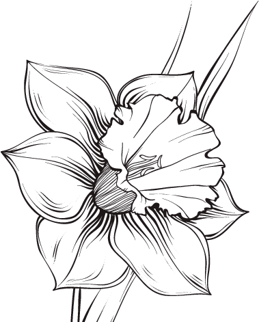Flores De Narciso Dibujo Para Colorear - Narciso Tattoo (600x470), Png Download