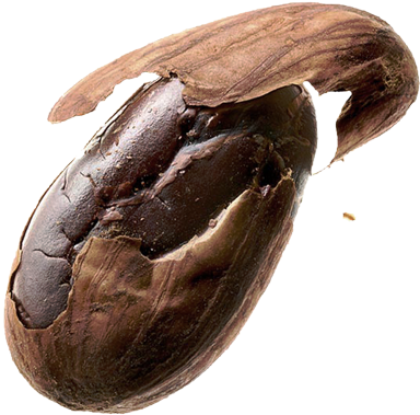 Image Of Cocoa Bean - Nibs Cocoa Beans (400x414), Png Download