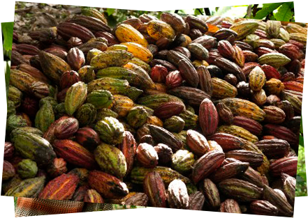 We Will Follow The Routes Of Peruvian Cocoa, Tasting - Fruit (460x315), Png Download