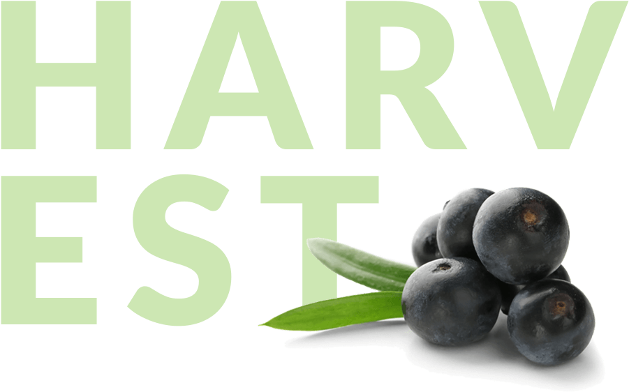 Acai Berries With Harvest In Background - Bilberry (946x577), Png Download