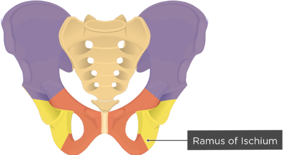 Ramus Of Ischium - Pubic Crest (770x308), Png Download