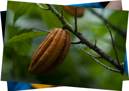 Visitors Can Stroll Through Its Historic Center, The - Fruit (460x315), Png Download