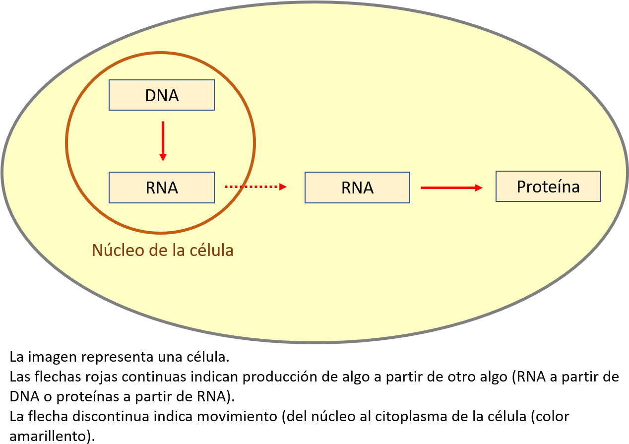 Imagen - Circle (1279x918), Png Download