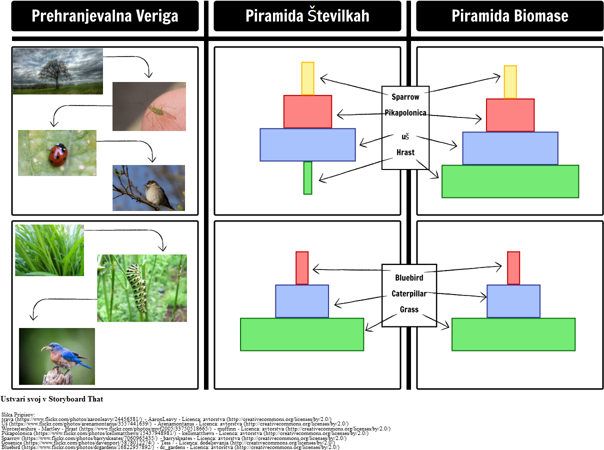 Piramide Iz Biomase In Piramide V Številkah - Piramide Delle Biomasse Catena Alimentare (1248x992), Png Download