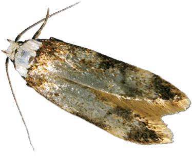Clothes Moths Uk (400x400), Png Download