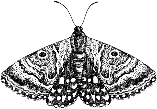 Moth Butterfly Insects - Moth Png Transparent (506x360), Png Download