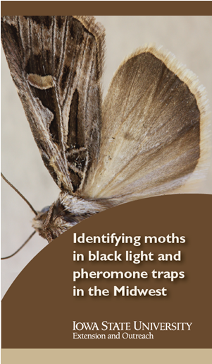 1 F - Polyommatus (400x514), Png Download
