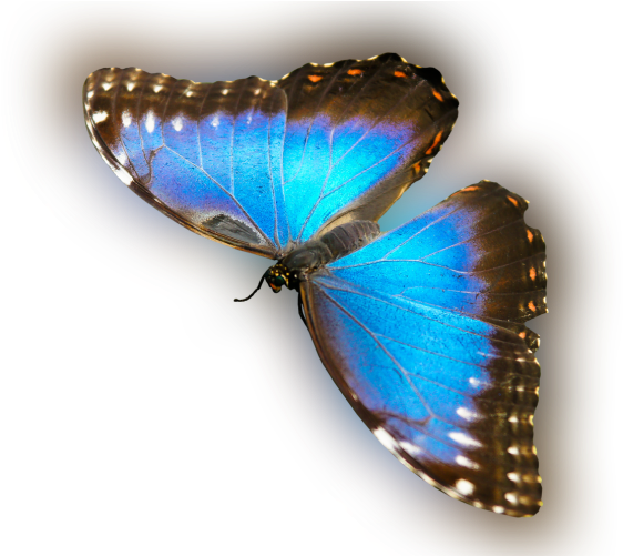 Color Palette Ideas From Butterfly Moths And Butterflies - Butterfly (700x500), Png Download