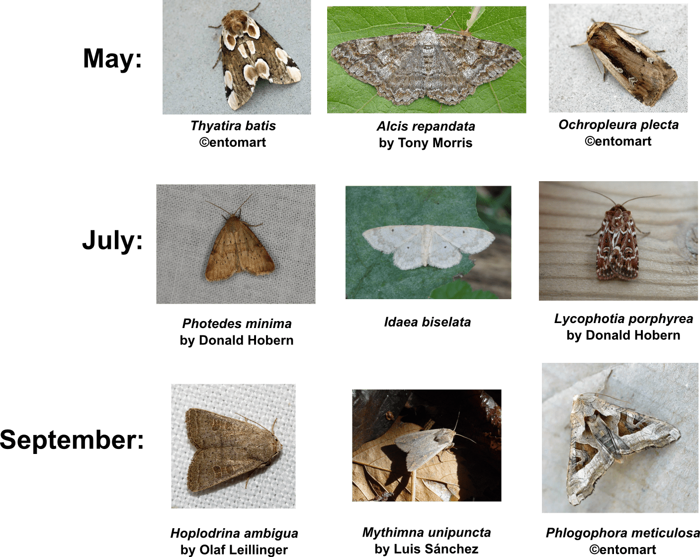 In The Figure Below You See The 3 Moth Species That - Bats Important (1408x1119), Png Download