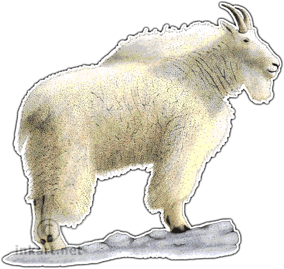Mountain Goat Png Download - Mountain Goat (570x540), Png Download