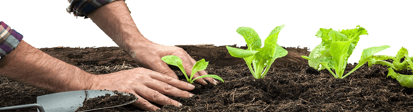 Home - Pots - Vegetable (1400x381), Png Download