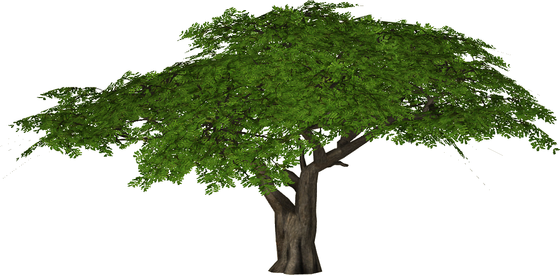 Acacia Tree Png - Umbrella Thorn Acacia Png (1106x544), Png Download