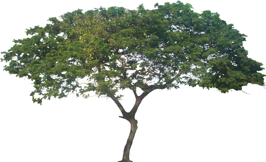 Mature Tree, Height - Samanea Saman Png (1100x662), Png Download