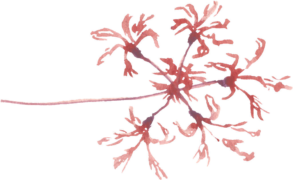 Fireworks Leaves Cartoon Transparent - Portable Network Graphics (1024x629), Png Download