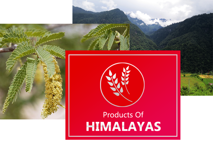 Specific Type Of Acacia Catechu Species Found In Himalayan - Summit (700x464), Png Download