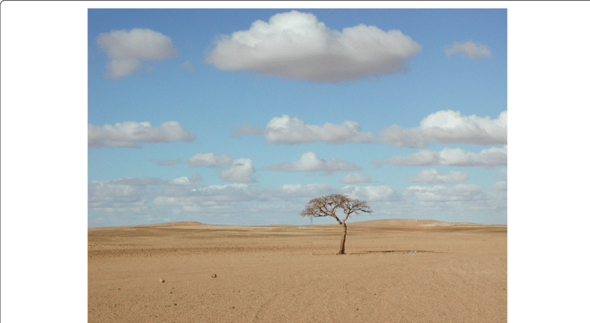 A Solitary Acacia Tree In The Barren Landscape Of The - Barren Landscape (850x465), Png Download
