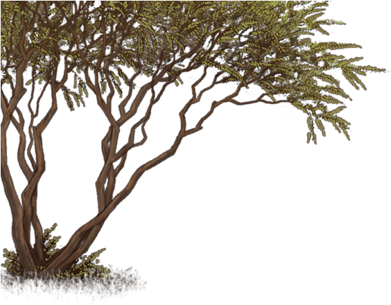 Grass (640x500), Png Download