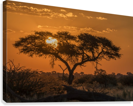 Silhouette Of Acacia Tree At Orange Sunset - Silhouette Of Acacia Tree At Orange Sunset; Botswana (429x344), Png Download