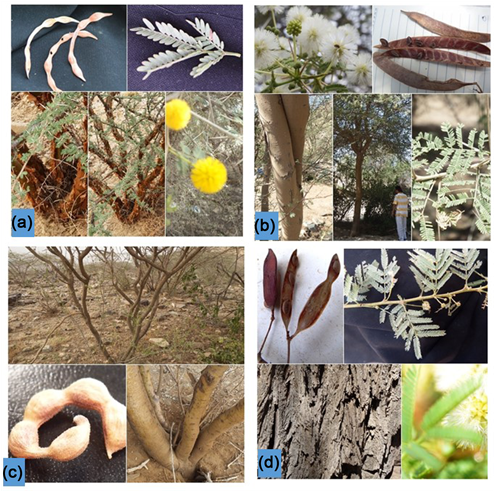 Acacia Species Collected From Al-baha Province Of Saudi - American Aspen (902x490), Png Download