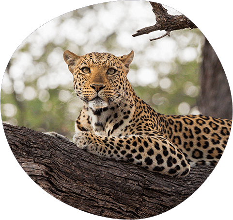 Leopard Reclining In A Tree - Leopard (481x453), Png Download