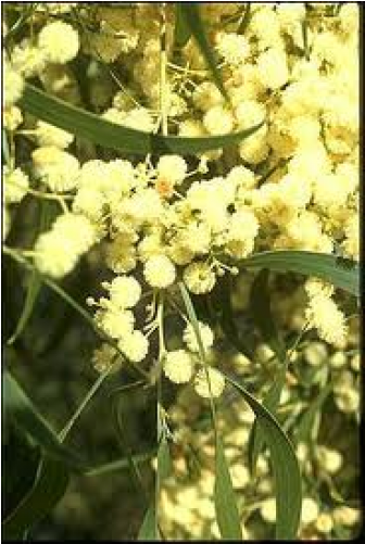 Acacia Hickory Wattle - Acacia (500x500), Png Download