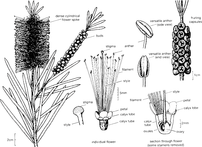Callistemon Illustration - Melaleucas: Their Botany, Essential Oils And Uses [book] (772x562), Png Download