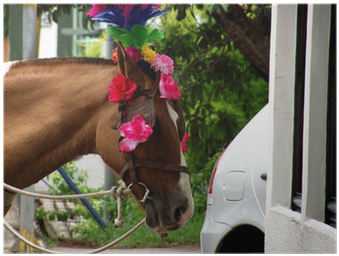 Sorrel (400x400), Png Download