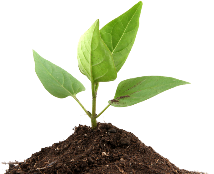 We Create Brilliant Perspectives And Crystal Clear - Plants That Undergo Photosynthesis (800x600), Png Download