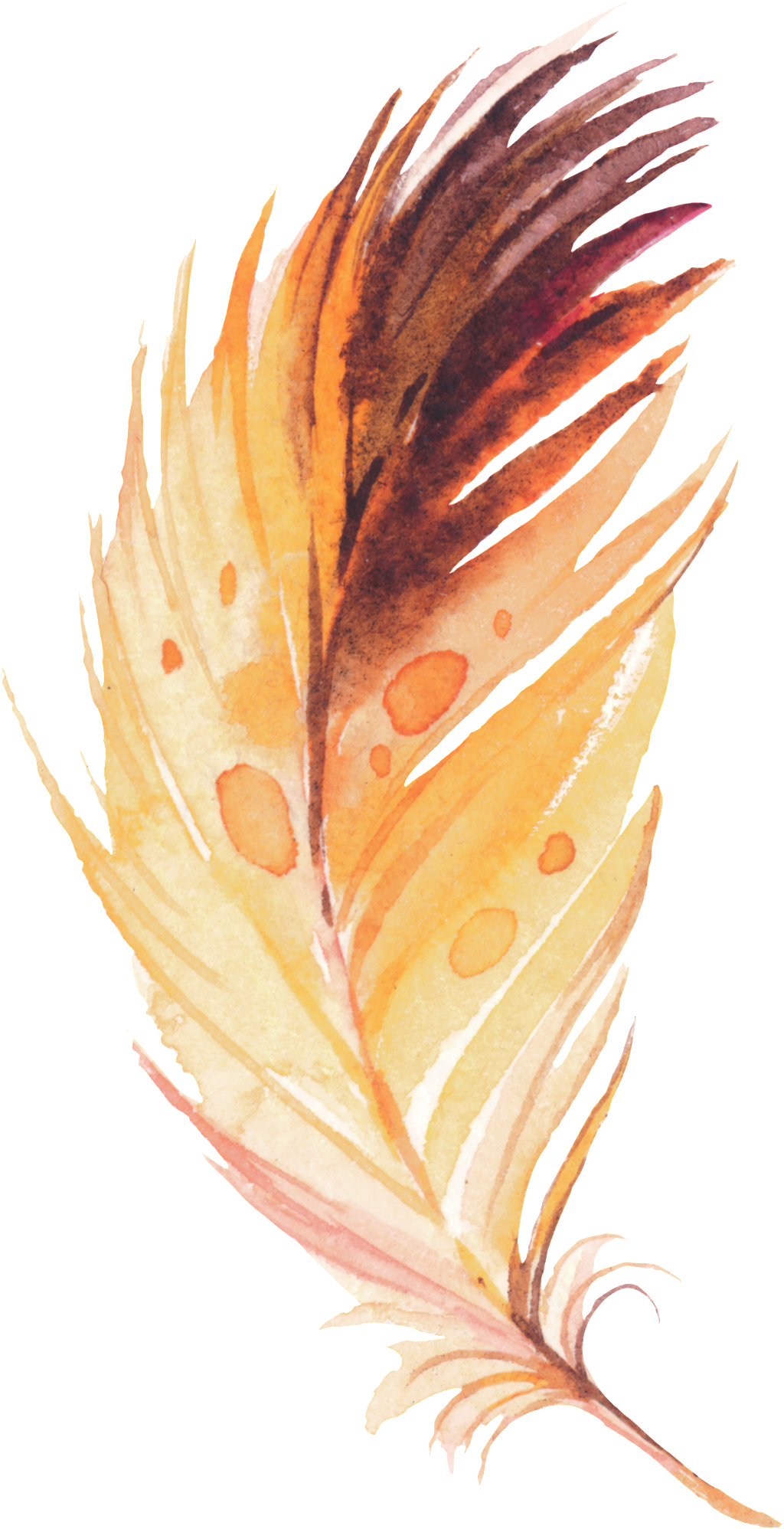 Gota De Lluvia Feather Cartoon Png Transparente - Feather (1024x1996), Png Download