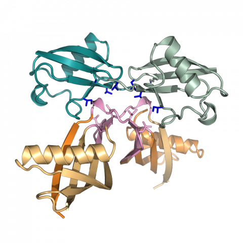 Crystal Structure Of K6-affimer Protein Bound To K6 - Crystal Structure (480x480), Png Download