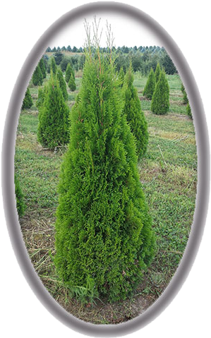 Thuja Occidentails 'smaragd' - Pond Pine (341x498), Png Download