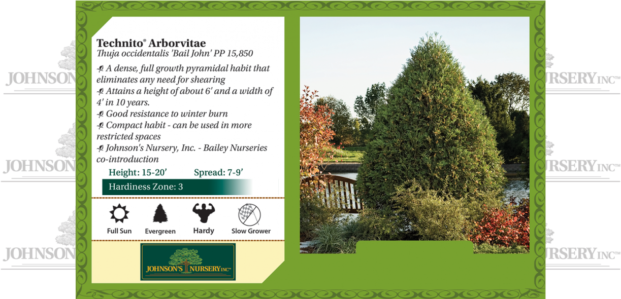 Technito Arborvitae Thuja Occidentalis Bail John Benchcard - Hydrangea Invincibelle Mauvette (1240x589), Png Download