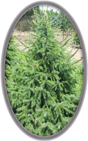 Serbian Spruce - Christmas Decoration (323x494), Png Download