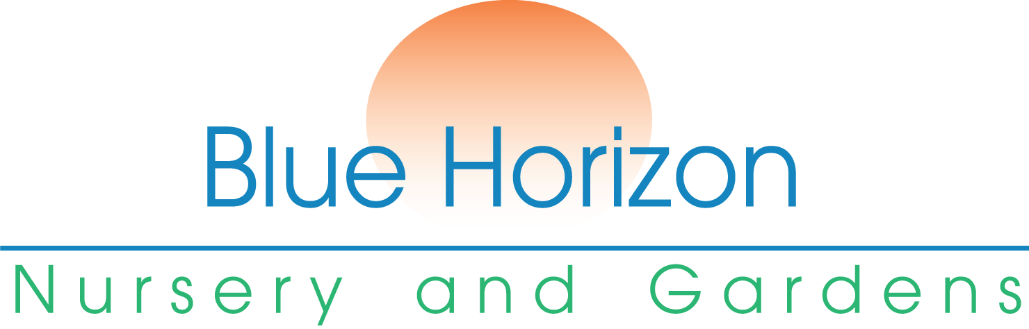 Golden Columnar Oriental Arborvitae - Circle (1480x474), Png Download