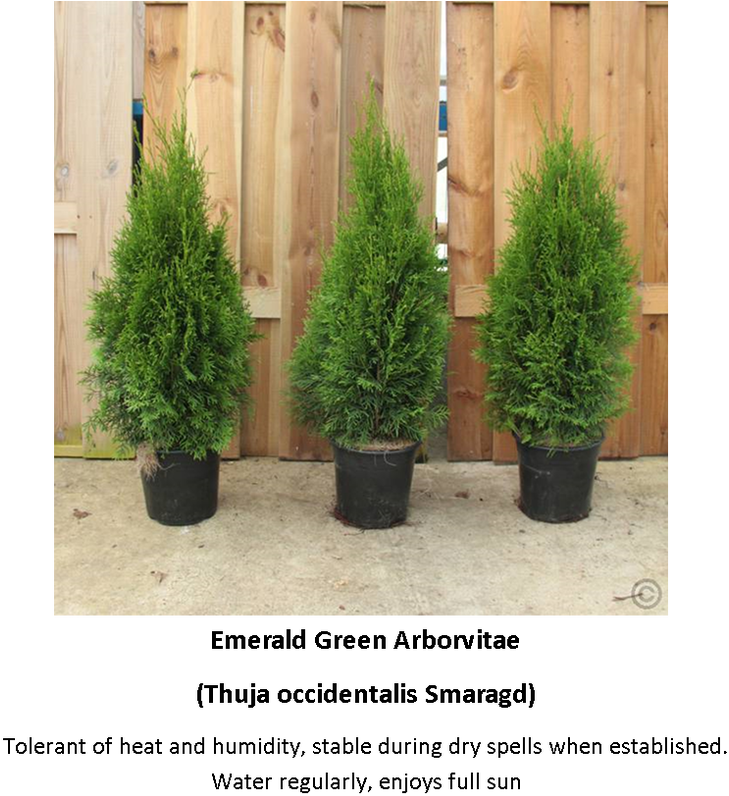 Picture - Thuja Occidentalis Smaragd C2 (816x800), Png Download