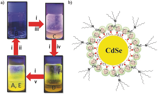 Biomimetic Inspired Core Canopy Quantum Dots - Circle (842x436), Png Download