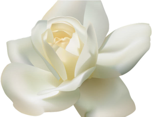 White Rose Png Transparent Images - Белые Розы Пнг (640x480), Png Download