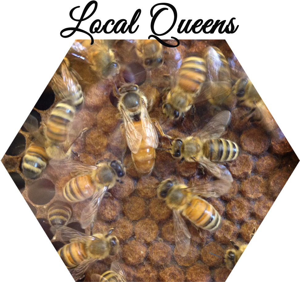 Services - Honeybee (1280x960), Png Download