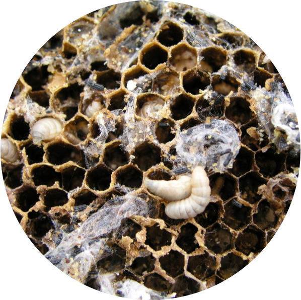 Wax Moth Larvae, Wax Moth Adult, Wax Moth Damage - Honey Bee Wax Moth (598x596), Png Download