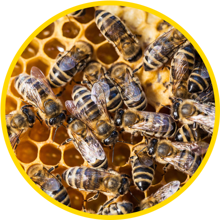 Bees - Dancing Bees And Other Amazing Communicators (545x447), Png Download