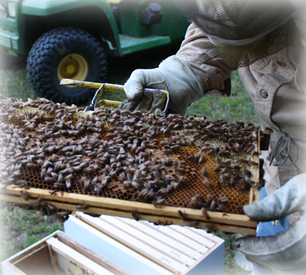 Hale's Honey Is Of The Wildflower Variety - Beehive (442x398), Png Download